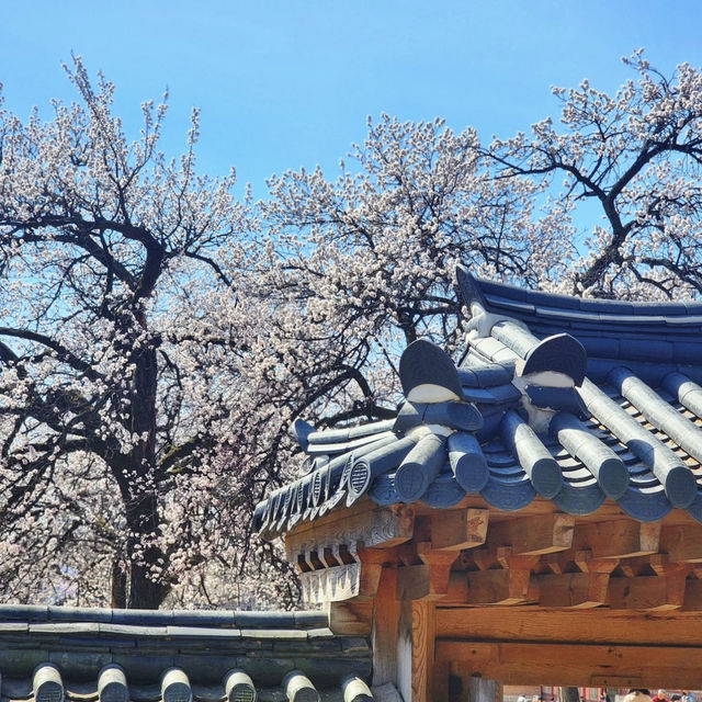 「首爾景福宮，春季賞櫻好去處！」