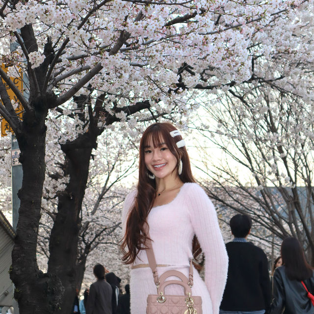 Picnic with Cherry Blossoms & Han River 🧺