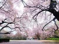 🌸 Cherry blossom bliss! 🌸