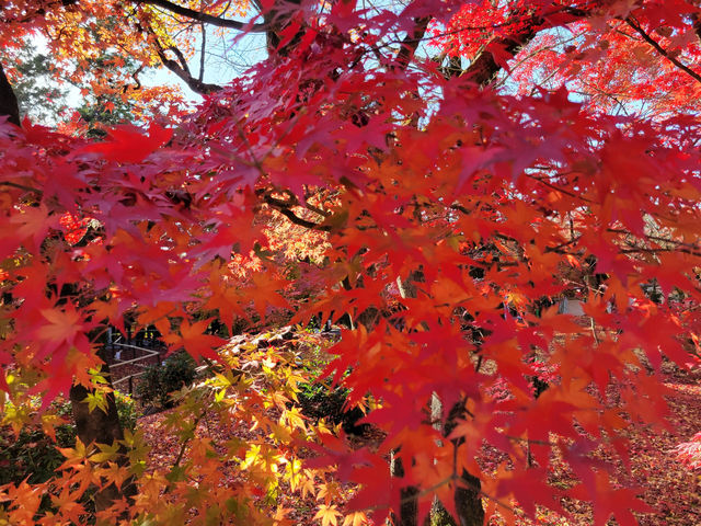 京都永觀堂 - 欣賞紅葉魅力之勝地