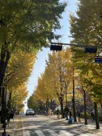 Autumn Foliage at Ewah University 