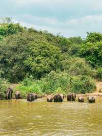 野生ゾウの楽園🐘Hurulu Eco Park🇱🇰