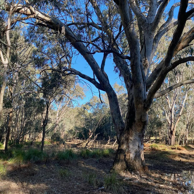 Nature’s Tranquil Haven: Yea Wetlands