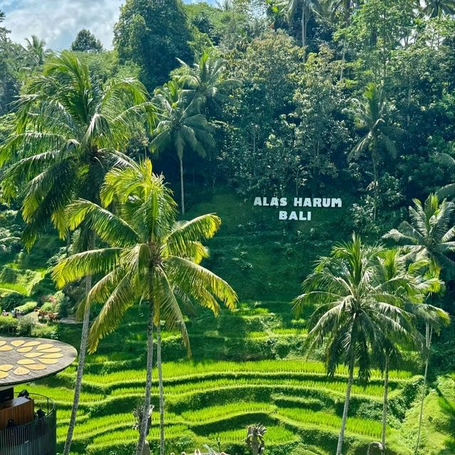 Swinging Into Paradise: A Day at Alas Harum Bali