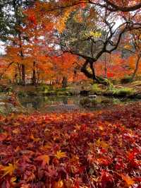 Autumn colors in Kyoto 🍁