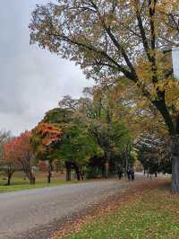 札幌北海道大學楓紅景色。