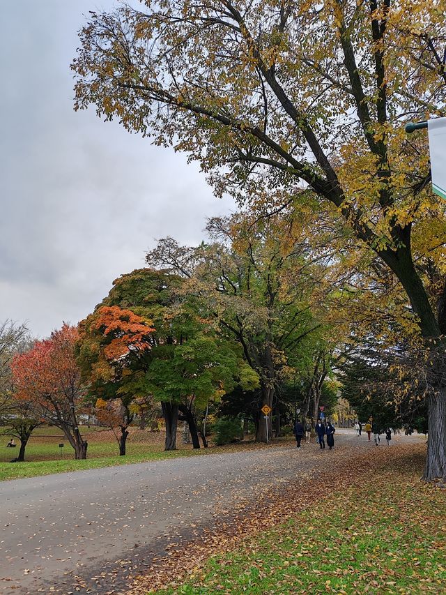 札幌北海道大學楓紅景色。