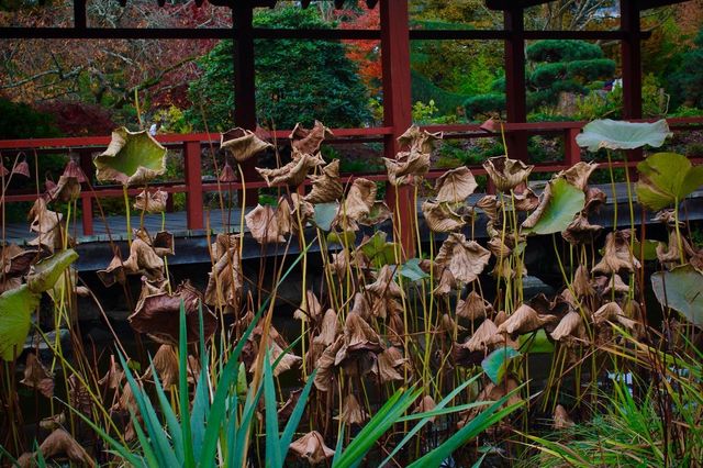 南特日式花園：法蘭西土地上的東方禪意