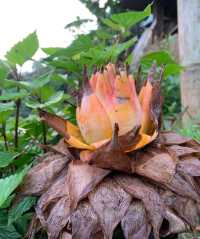 西雙版納中科院植物園遊覽攻略 | 闖入植物王國