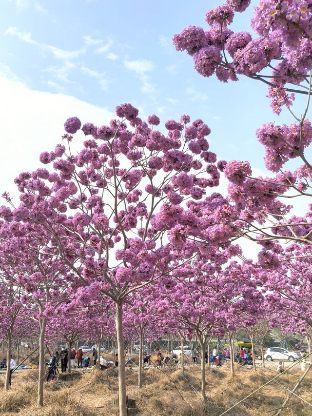 廣州南沙：紫色風鈴花綻放