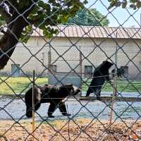 廣東東莞香市動物園|動物大世界