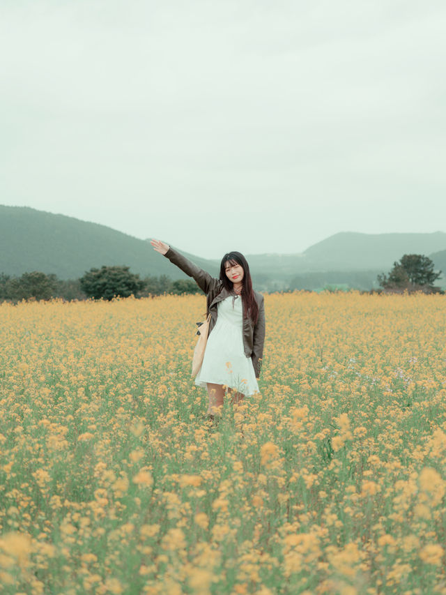 🇰🇷濟州島｜韓劇般的場景「城山油菜花田」