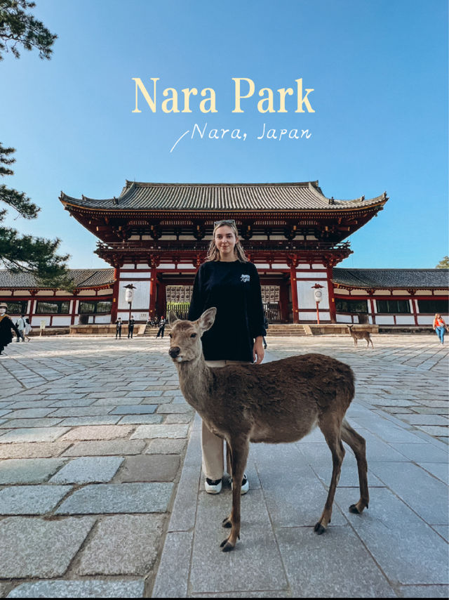 Nara Park Guide～ Day Trip from Kyoto 🦌🇯🇵