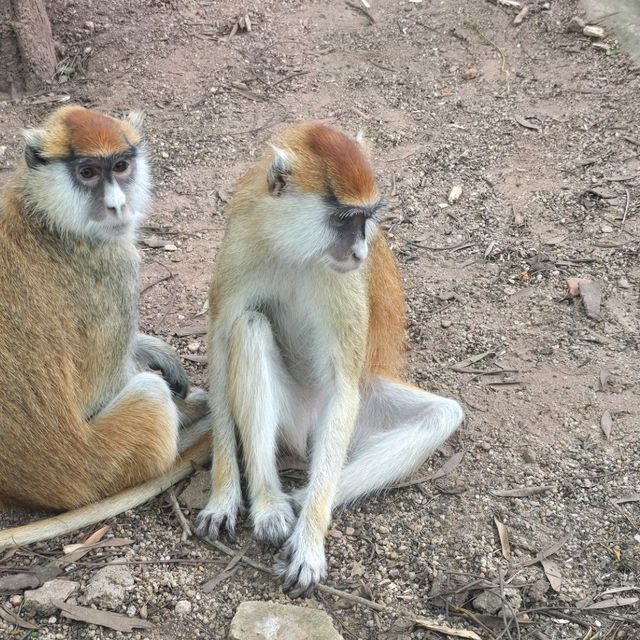 廣州動物園