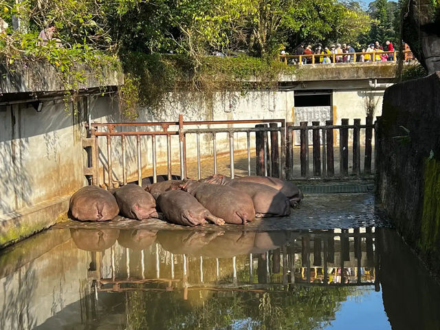  台北市立動物園：台灣最大且最具教育意義的生態樂園