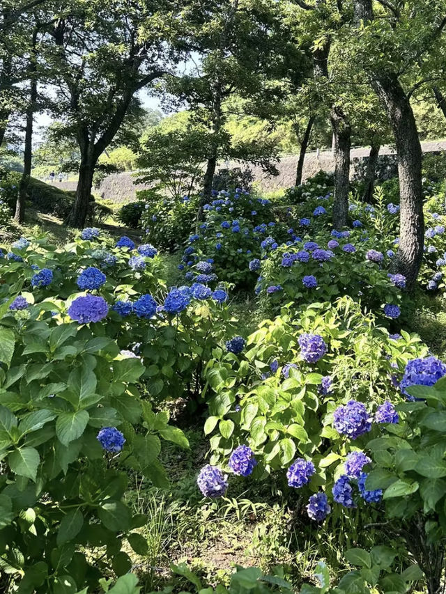 【静岡】小室山リッジウォークで空と大地をひとりじめ🌞