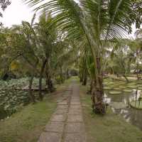 Lily Pad Bliss in HCM Vietnam!