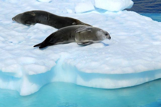 Longing for the pure and flawless love in the ice and snow of Antarctica.