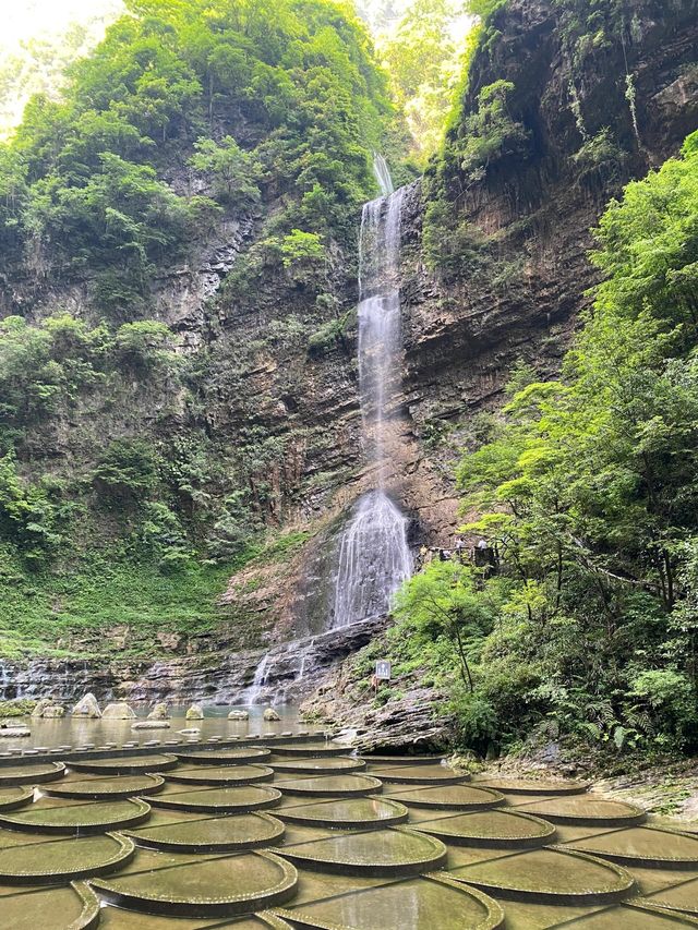 湖北秭歸三峽竹海