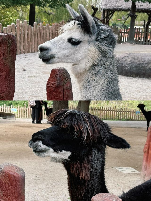 去了十次上海野生動物園的心得攻略。