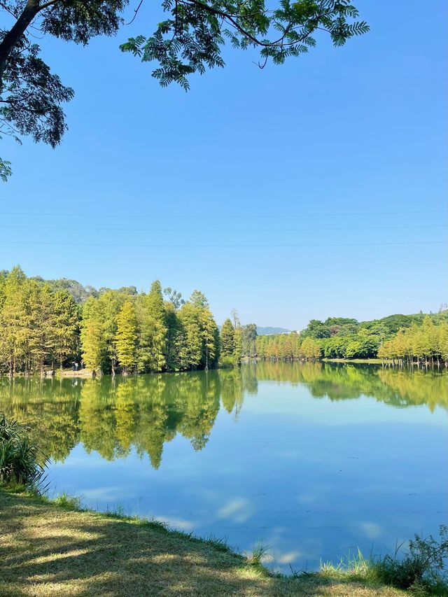 廣州華南植物園   天然氧吧