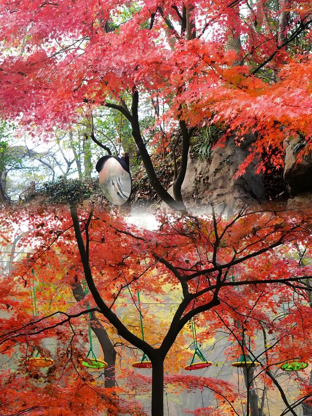 南京棲霞山|看萬山紅遍，層林盡染