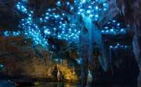 Discover the Enchanting Blue Glowworm Caves of Waitomo