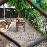 Pattaya Tiger Park