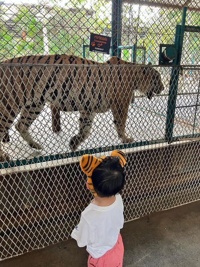 泰國必來景點 老虎園 Pattaya tigerpark  