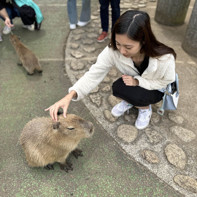 全自助式的動物園