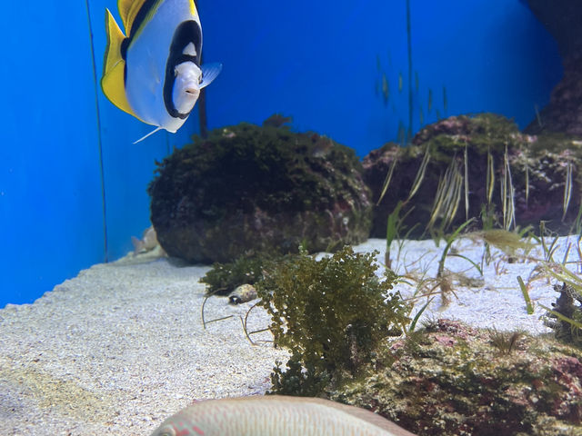 🌊沖繩美麗海水族館：世界最大水族箱與海豚表演的震撼之旅🐋