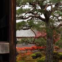 萬行寺🎡沉浸日本庭院之美！🍂