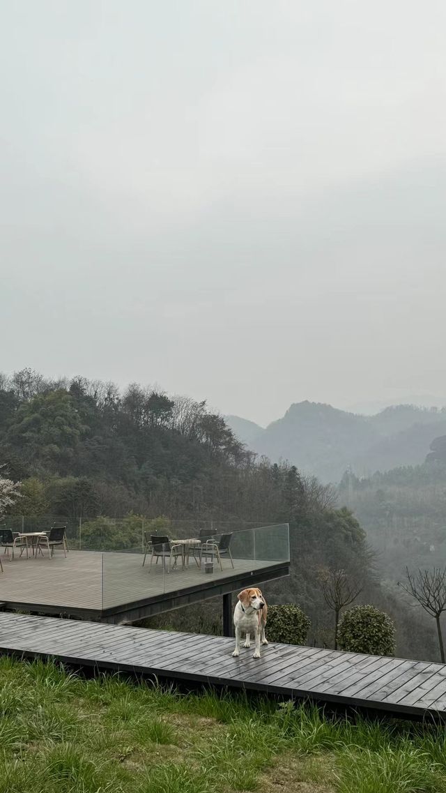 春意盎然探古寺村：繁花與靜謐的交響曲