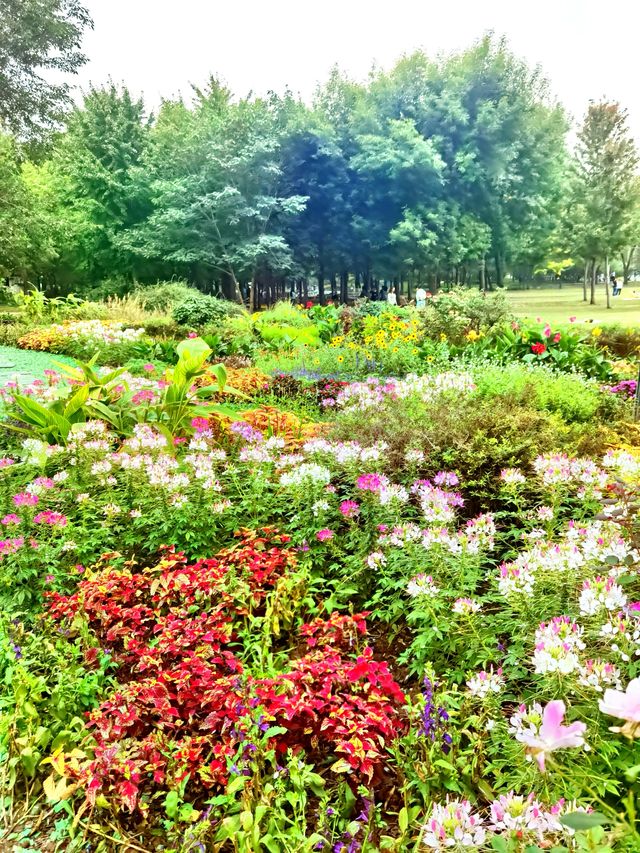 北京海淀公園也有了莫奈花園。