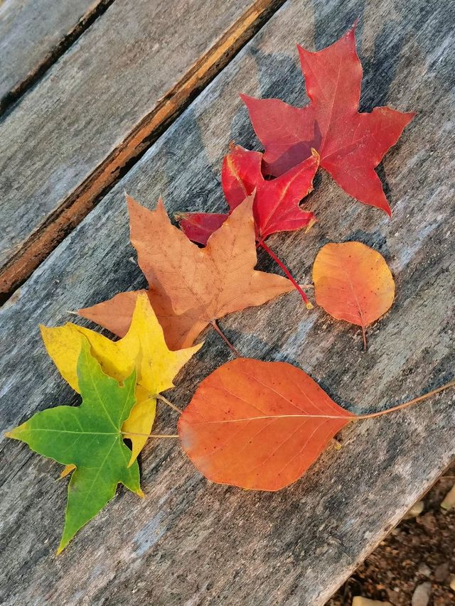 北宫國家森林公園賞秋