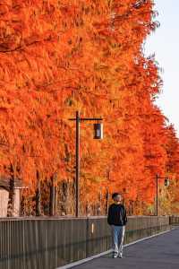 12月的青山湖美得像一幅夢幻油畫