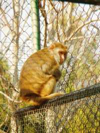 冬季反向目的地特色旅行好去處（附青島動物園攻略）