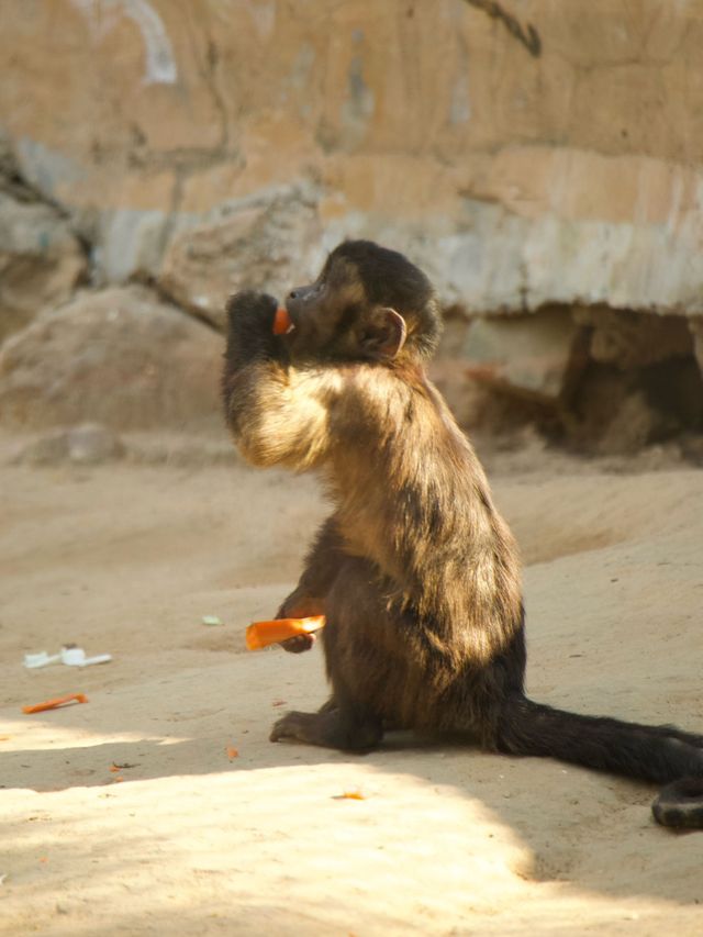 冬季反向遊 | 附上海動物園互動遊玩攻略