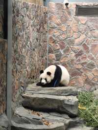 南京紅山動物園｜逛動物園是件正經事～