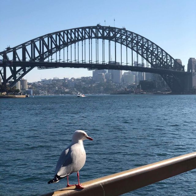 Sydney Opera House @ Symbolic of Australia 🇦🇺