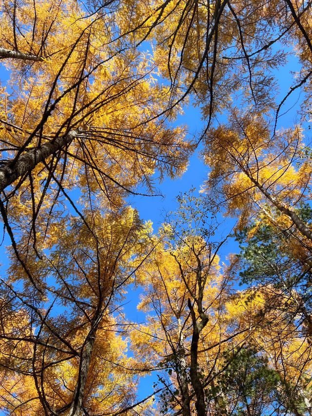 Autumn in Kamikochi ใช้คำว่าสวยได้เปลืองมาก🍁🍂