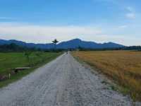 A breathtaking scene of padfy field at Balik Pulau