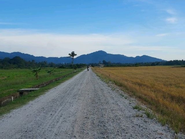 A breathtaking scene of padfy field at Balik Pulau