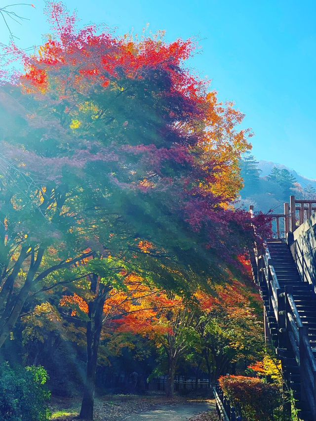 【群馬×秋】  《奥四万湖》   真っ赤な紅葉と四万ブルーの絶景