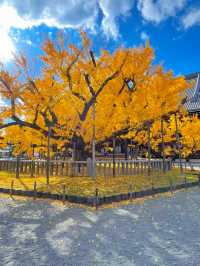 京都の世界遺産・重要文化財の宝庫🥰西本願寺💛🍁大銀杏も見事🥹🍁💛