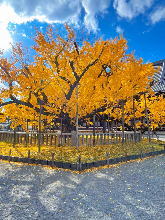 京都の世界遺産・重要文化財の宝庫🥰西本願寺💛🍁大銀杏も見事🥹🍁💛