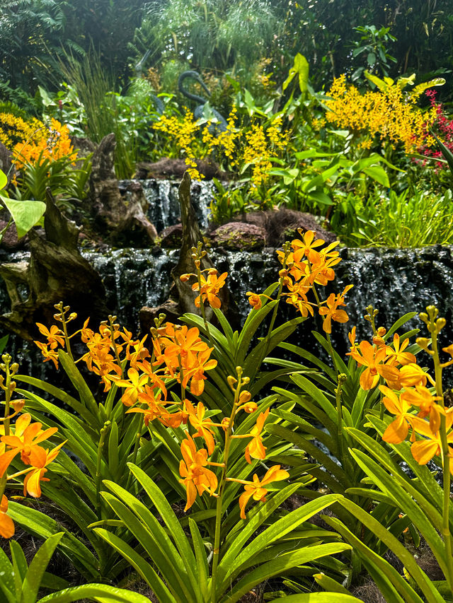 Watch Life Bloom at Singapore Botanic Gardens