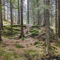 Fløyen Forest, Bergen