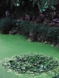 Green Ponds and Lily Pads in Wuxi🍃🌳🛶