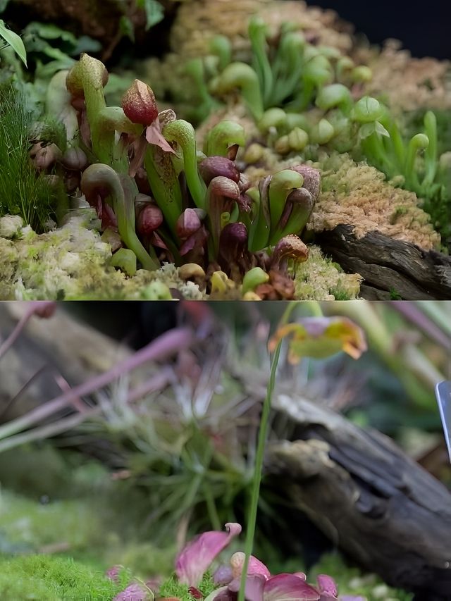 昆明春遊季|中科院植物園扶荔宮遊玩攻略